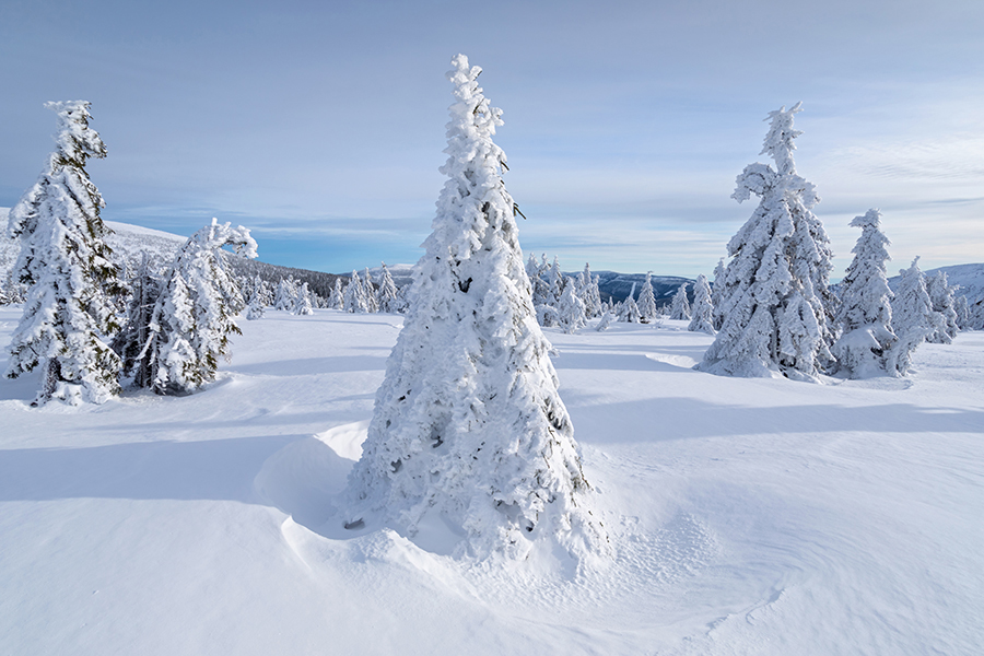 Riesengebirge Schnee Kristalle Baum Bäume