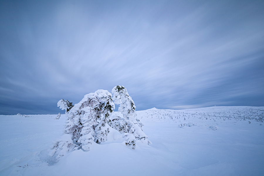Riesengebirge Schnee Kristalle Baum Bäume