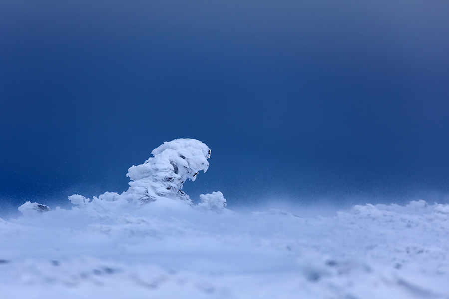 Riesengebirge Schnee Kristalle Baum Bäume