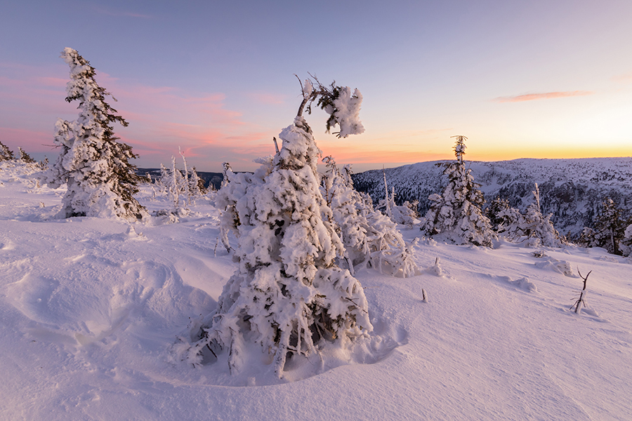 Riesengebirge Schnee Kristalle Baum Bäume