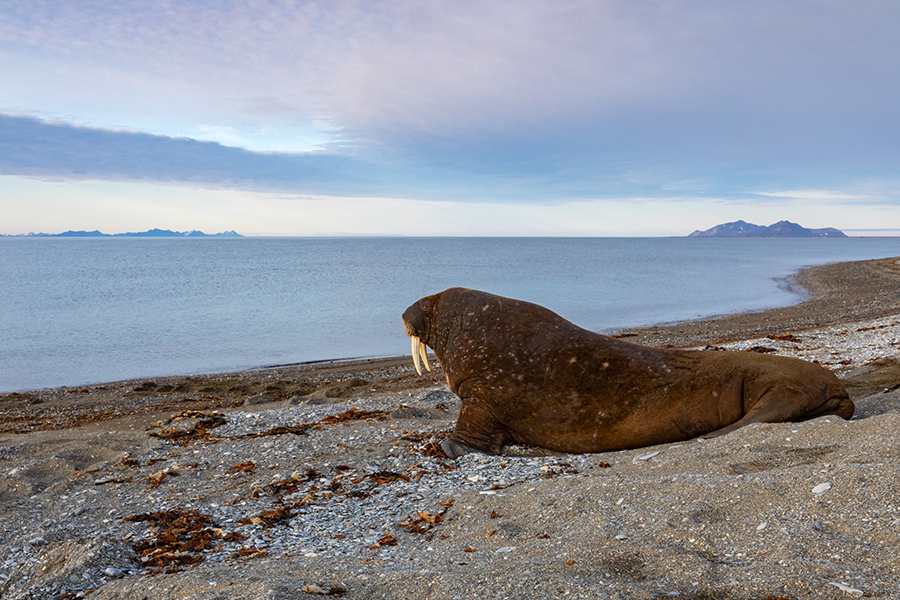 Walross - Odobenus rosmarus