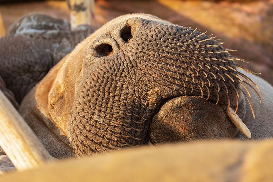 Walross - Odobenus rosmarus
