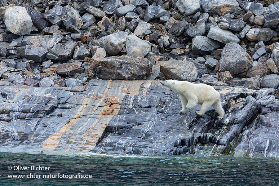 Eisbär, Polar bear - Ursus maritimus