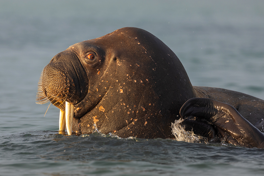 Walross - Odobenus rosmarus
