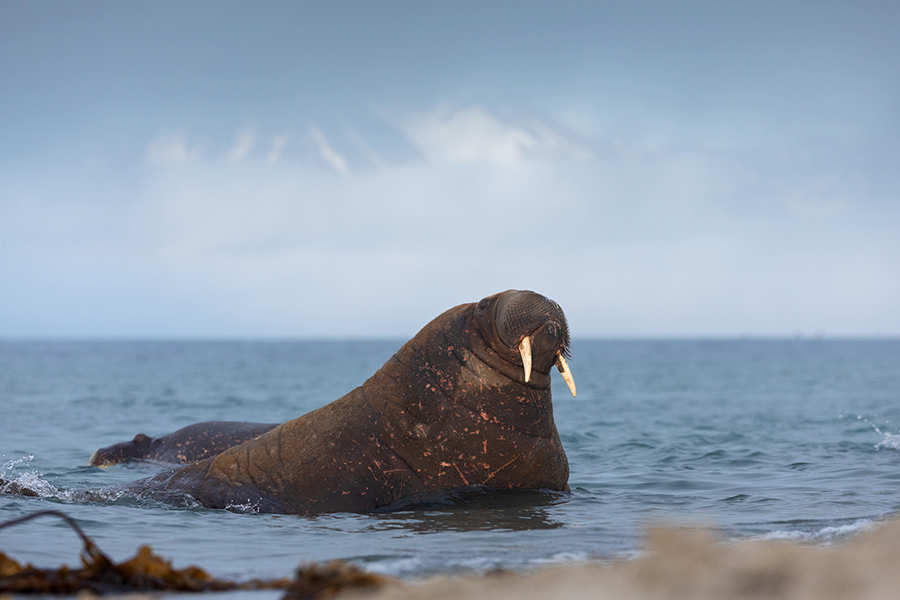 Walross - Odobenus rosmarus