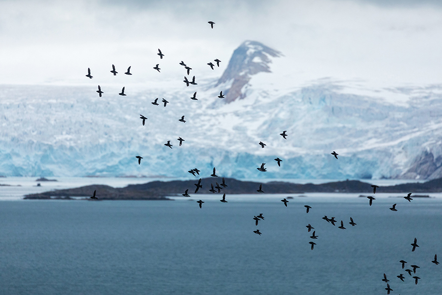 Unterwegs auf Spitzbergen, Krabbentaucher - Alle alle