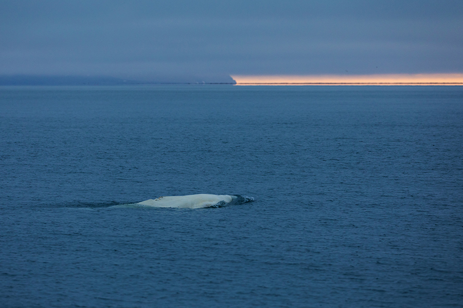Beluga, Weißwal - Delphinapterus leucas