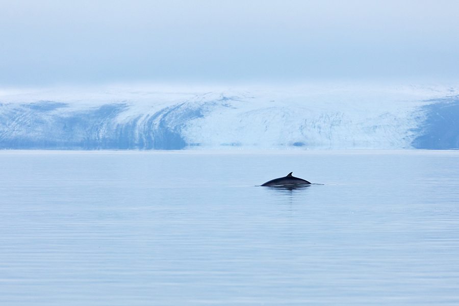 Zwergwal, Minkwal, Minkewal - Balaenoptera acutorostrata