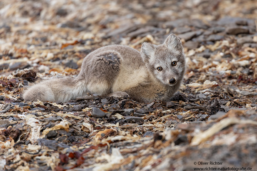 Polarfuchs, Eisfuchs - Vulpes lagopus, Alopex lagopus, Arctic fox