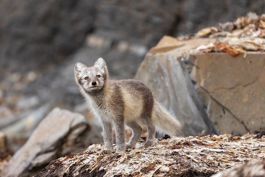 Unterwegs auf Spitzbergen, Polarfuchs - Vulpes lagopus, Alopex lagopus, Arctic fox