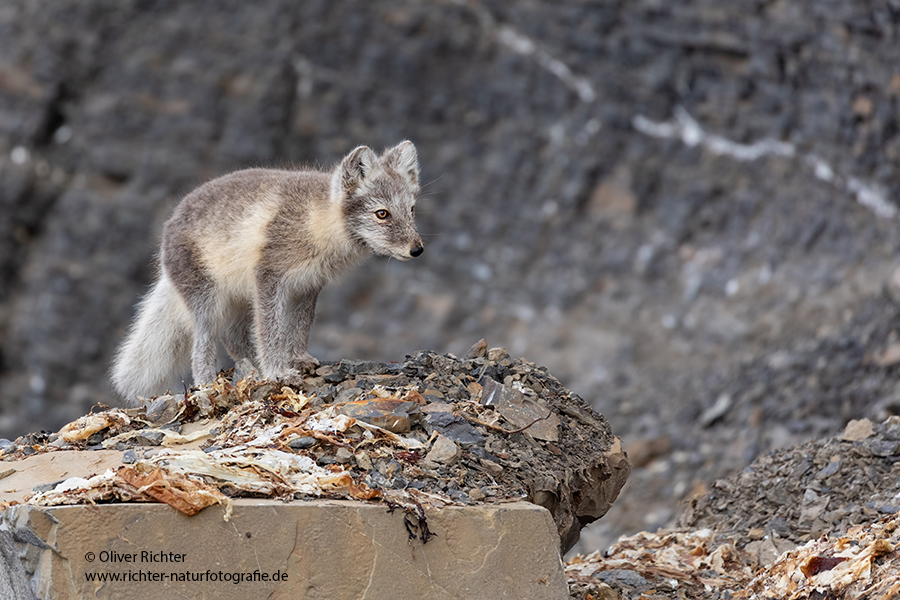 Polarfuchs, Eisfuchs - Vulpes lagopus, Alopex lagopus, Arctic fox