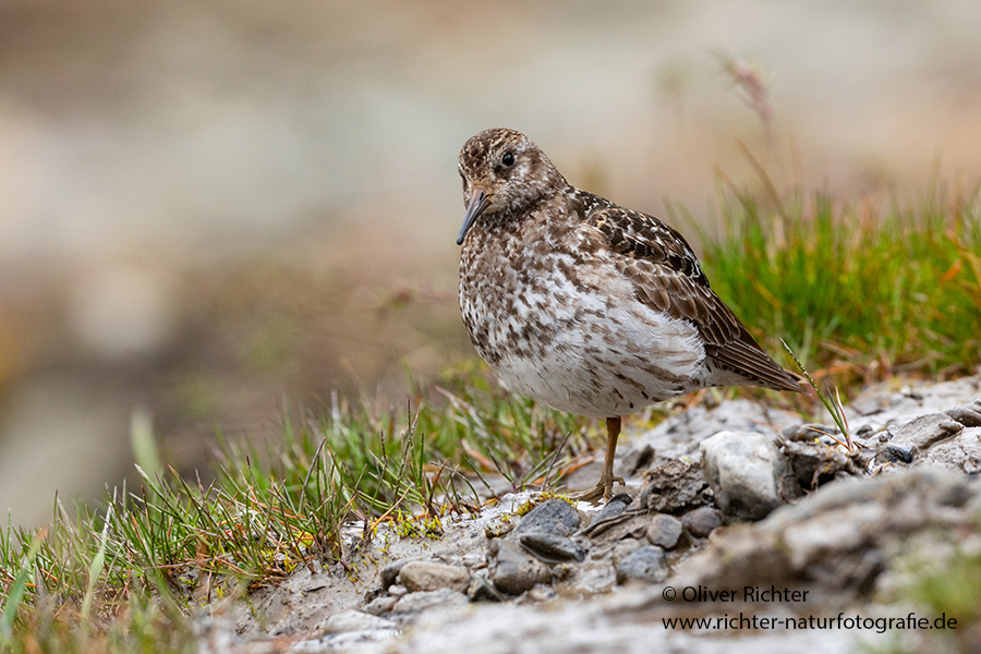 Meerstrandläufer - Calidris maritima