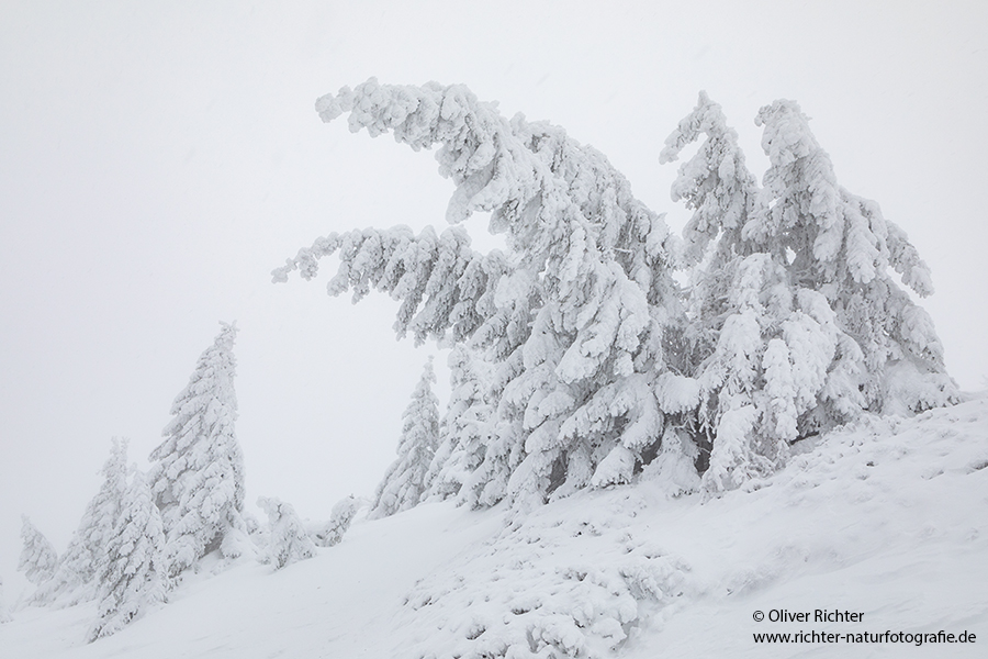 Riesengebirge Schnee Kristalle Baum Bäume