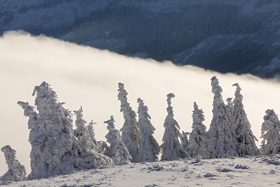 Riesengebirge Schnee Kristalle Baum Bäume