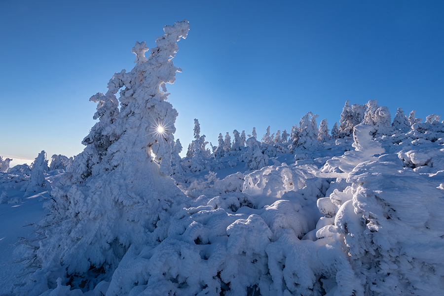 Riesengebirge Schnee Kristalle Baum Bäume