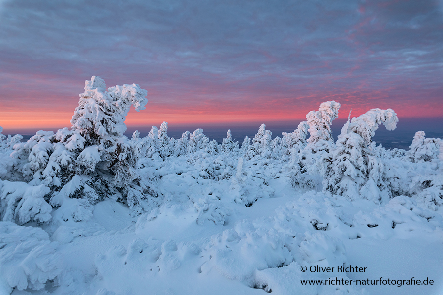 Riesengebirge Schnee Kristalle Baum Bäume