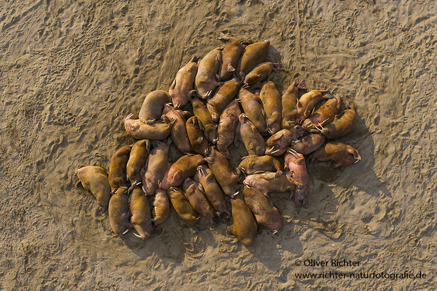 Walross - Odobenus rosmarus