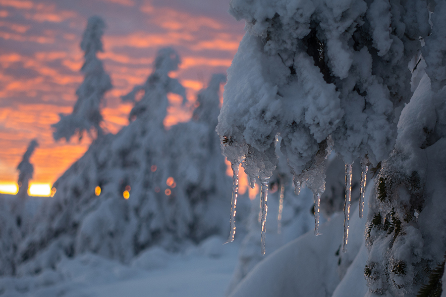 Riesengebirge Schnee Kristalle Baum Bäume