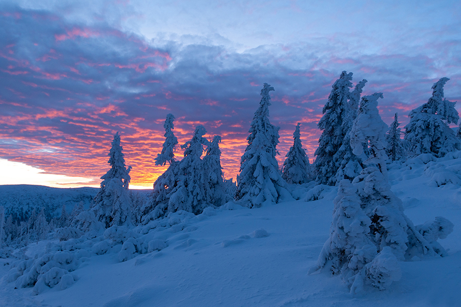 Riesengebirge Schnee Kristalle Baum Bäume