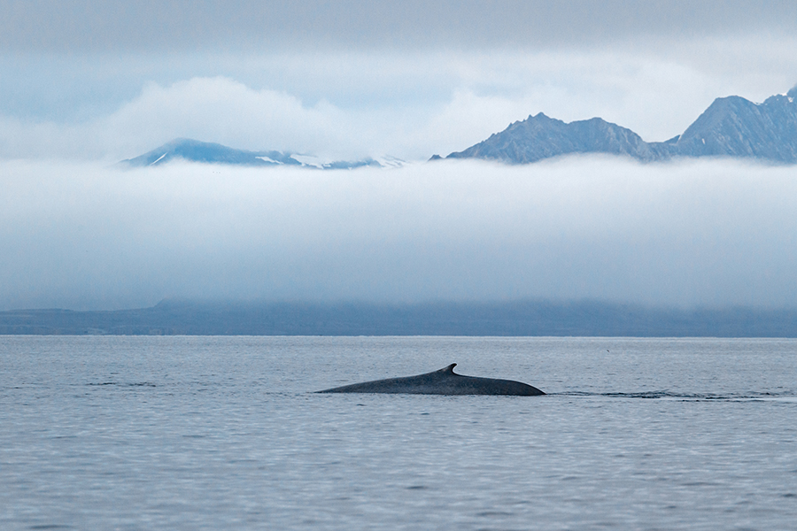 Blauwal - Balaenoptera musculus