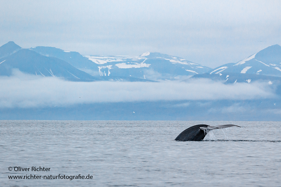 Blauwal - Balaenoptera musculus