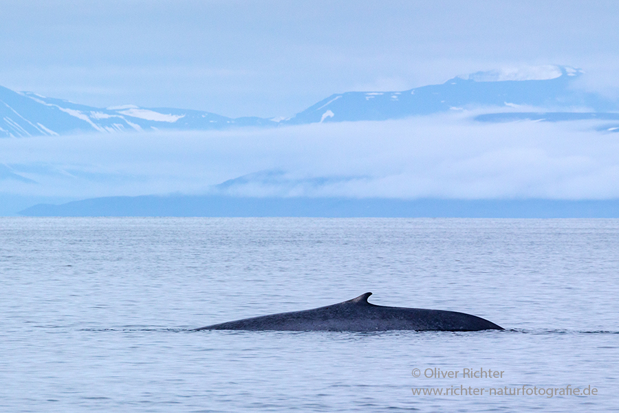 Blauwal - Balaenoptera musculus