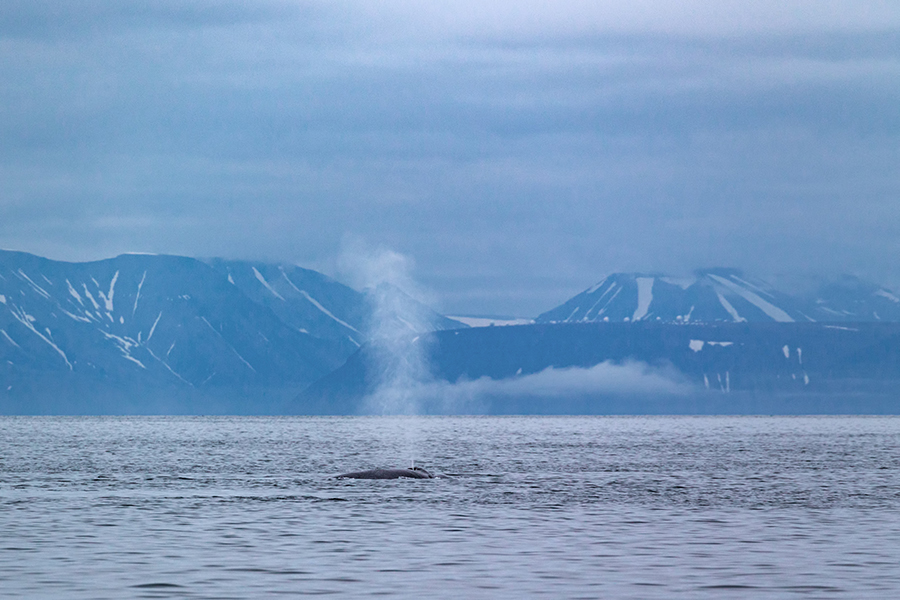 Blauwal - Balaenoptera musculus