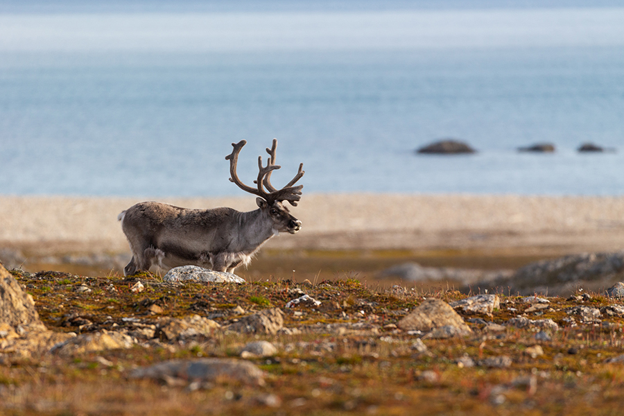 Spitzbergen-Rentier, Rangifer tarandus platyrhynchus, Svalbardrein
