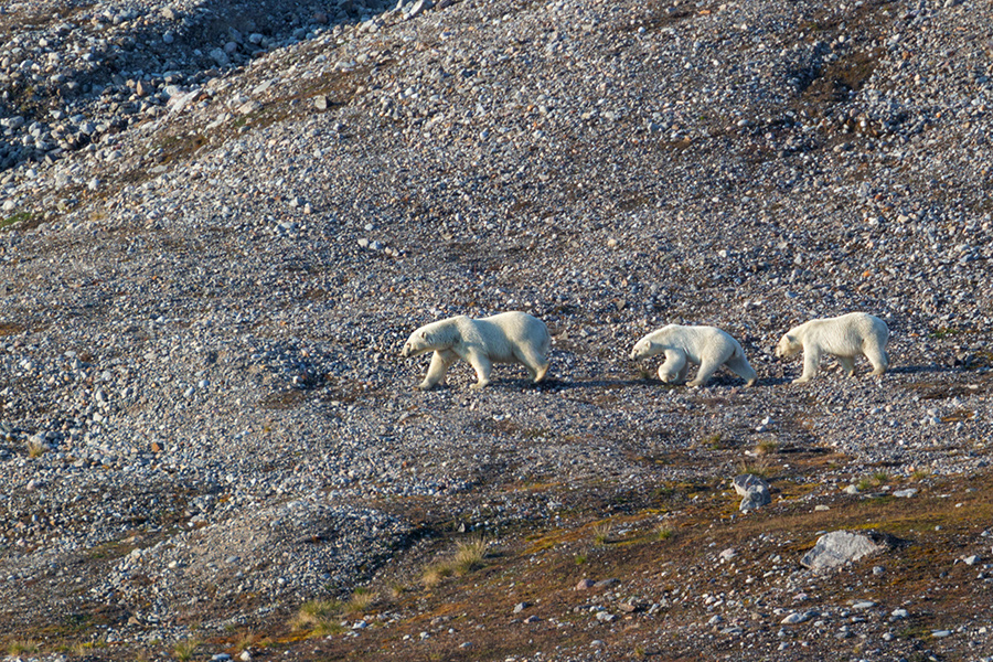 Eisbären, Polar bear - Ursus maritimus