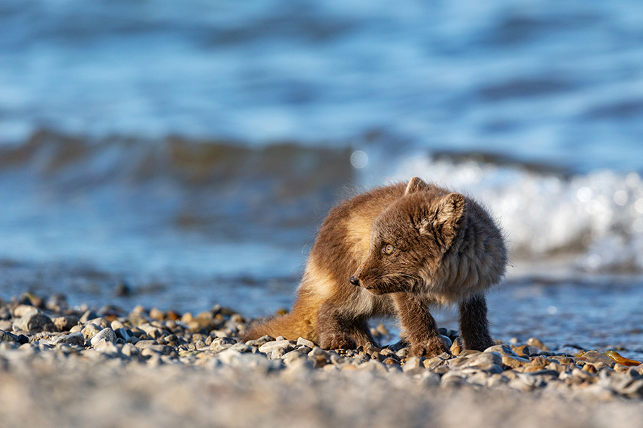 Polarfuchs, Eisfuchs - Vulpes lagopus, Alopex lagopus, Arctic fox