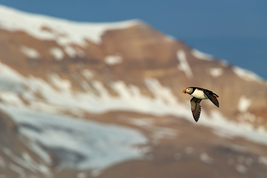 Papageitaucher - Fratercula arctica, Puffin