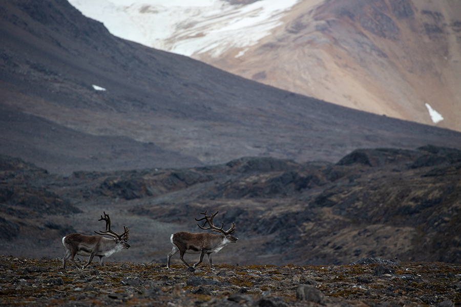 Spitzbergen-Rentier, Rangifer tarandus platyrhynchus, Svalbardrein