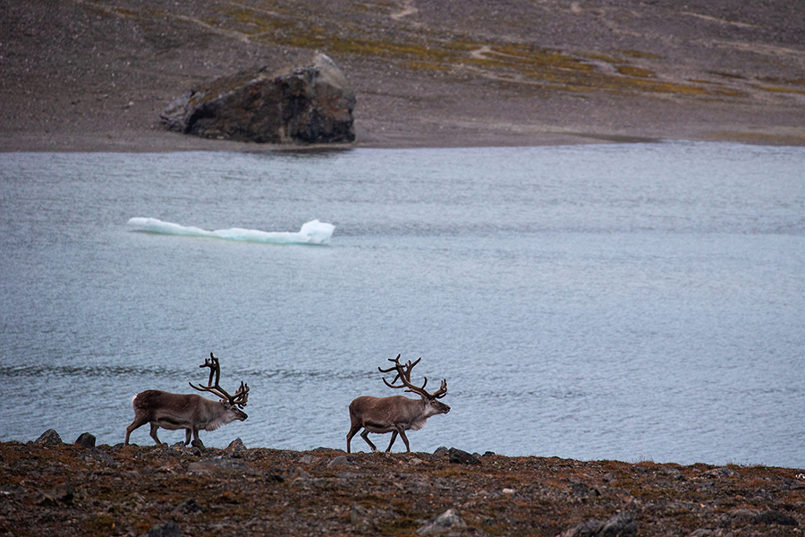 Spitzbergen-Rentier, Rangifer tarandus platyrhynchus, Svalbardrein