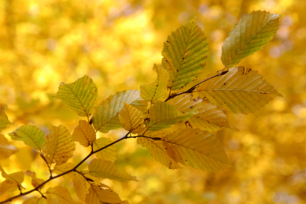 Herbst 2007