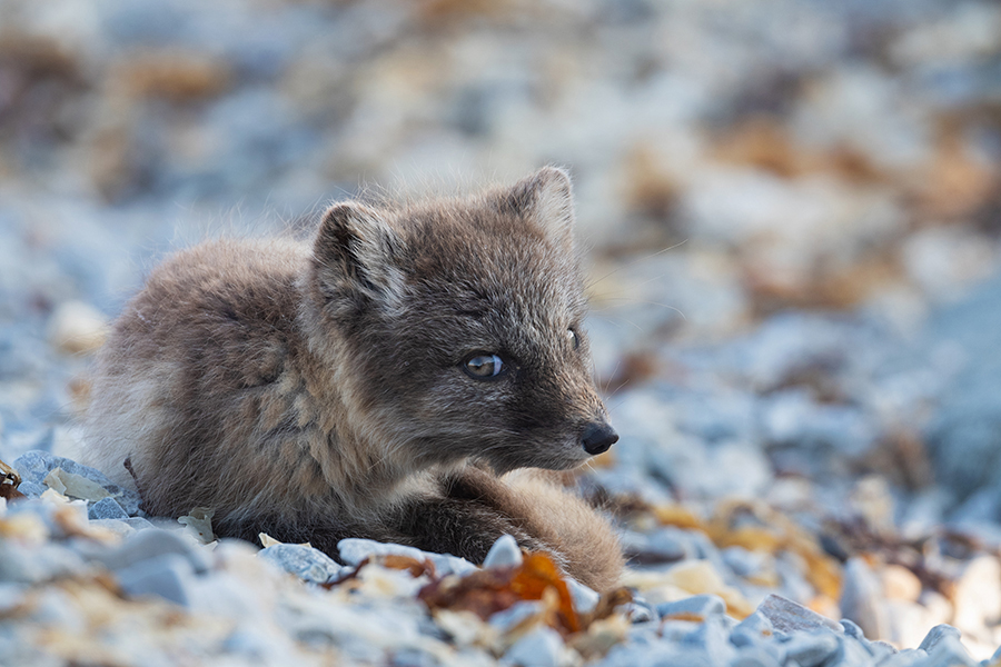 Polarfuchs, Eisfuchs - Vulpes lagopus, Alopex lagopus, Arctic fox