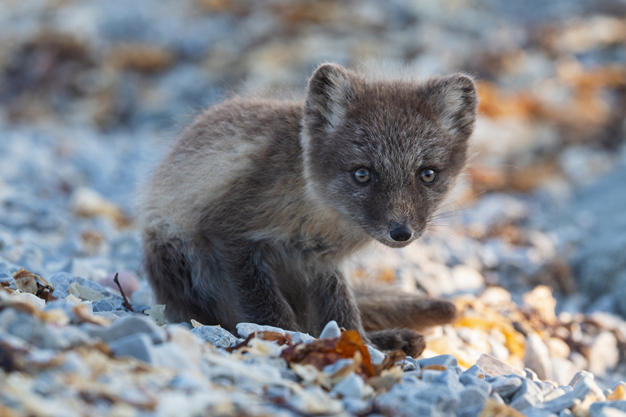 Polarfuchs, Eisfuchs - Vulpes lagopus, Alopex lagopus, Arctic fox