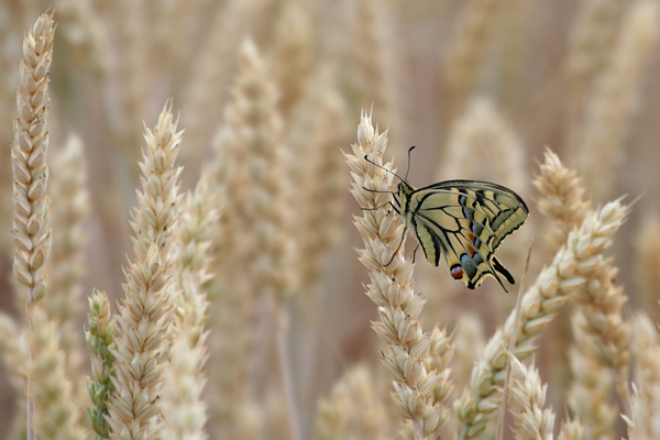 Schwalbenschwanz - Papilio machaon