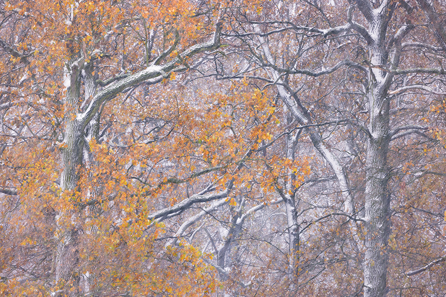 Herbstimpressionen