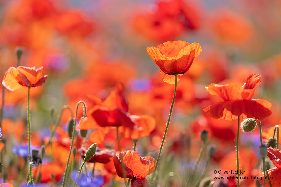 Mohn