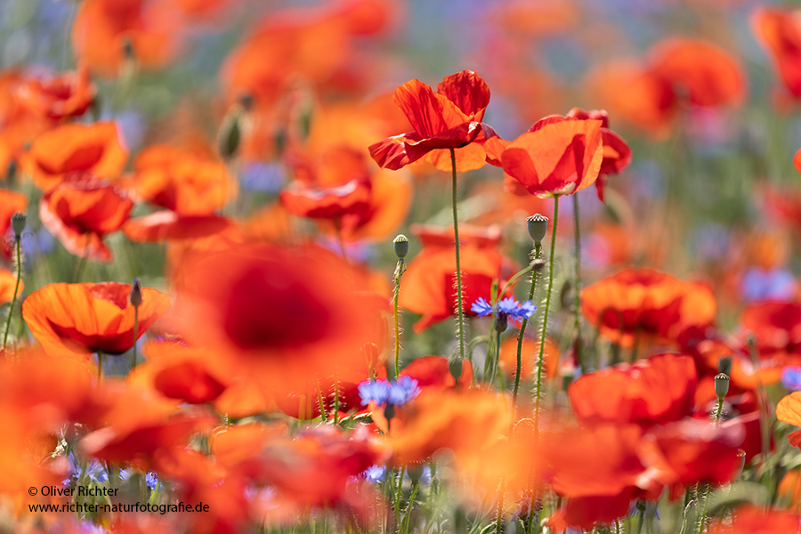 Mohn