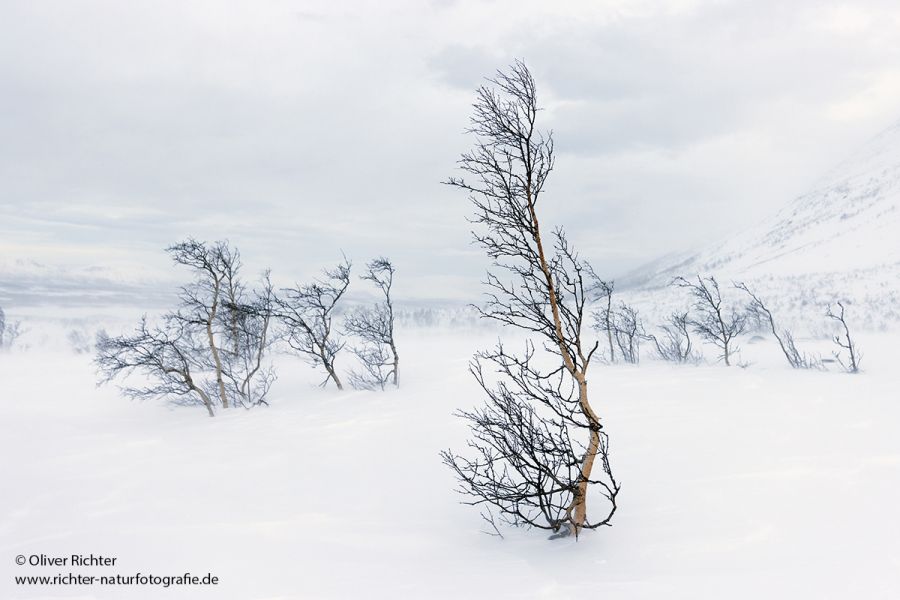 Nord Norwegen 2022