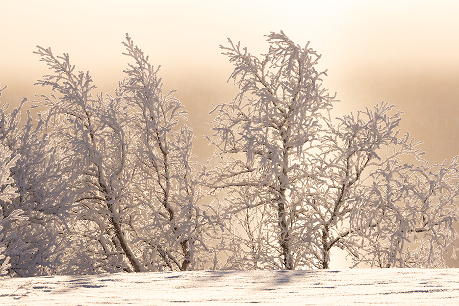 Winter in Schwedisch Lappland