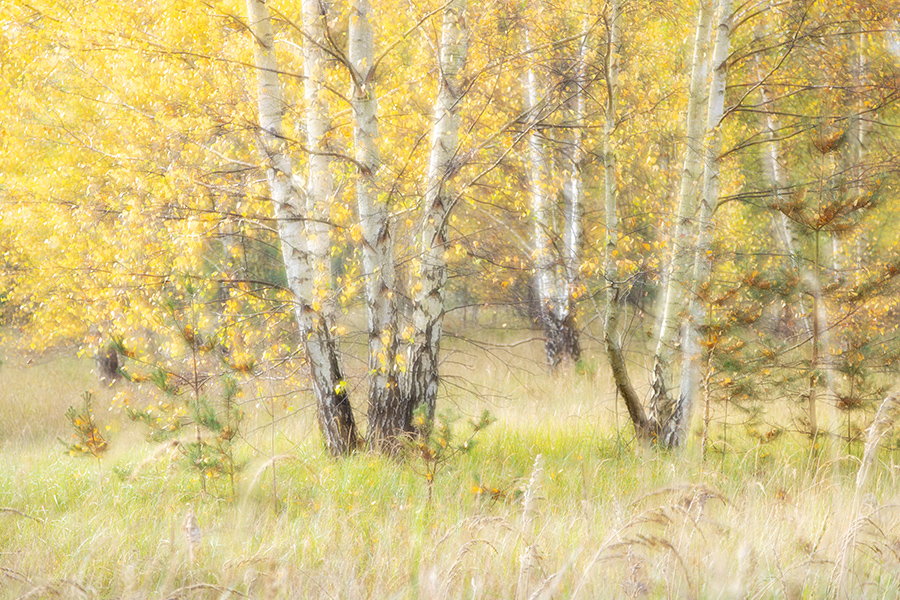 Birken im Herbst