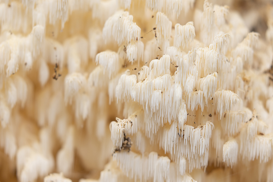 Ästiger Stachelbart - Hericium coralloides