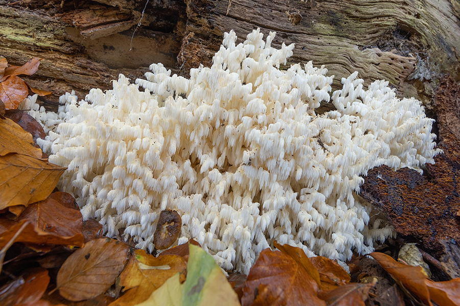 Ästiger Stachelbart - Hericium coralloides