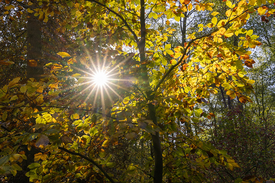 Herbstwald