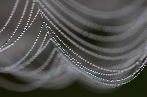 Spinnennetz 