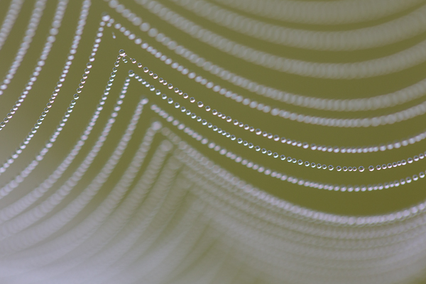 Spinnennetz 
