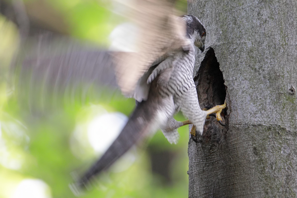Habicht - Accipiter gentilis, Habicht greift Schwarzspecht, Habichtterzel, Zugriff, Habicht versucht, jungen Schwarzspecht zu greifen 
Greifvoegel, Greifvogel, Accipitriformes, (Accipitridae, Habichtartige, Habichte und Sperber, Accipiter, Schwarzspechthöhle, Habicht greift Schwarzspecht, Habicht greift jungen Schwarzspecht, Habicht will Schwarzspecht schlagen, Aves, Muldental, Grimma, Sachsen, Rotbuche, Buche, 