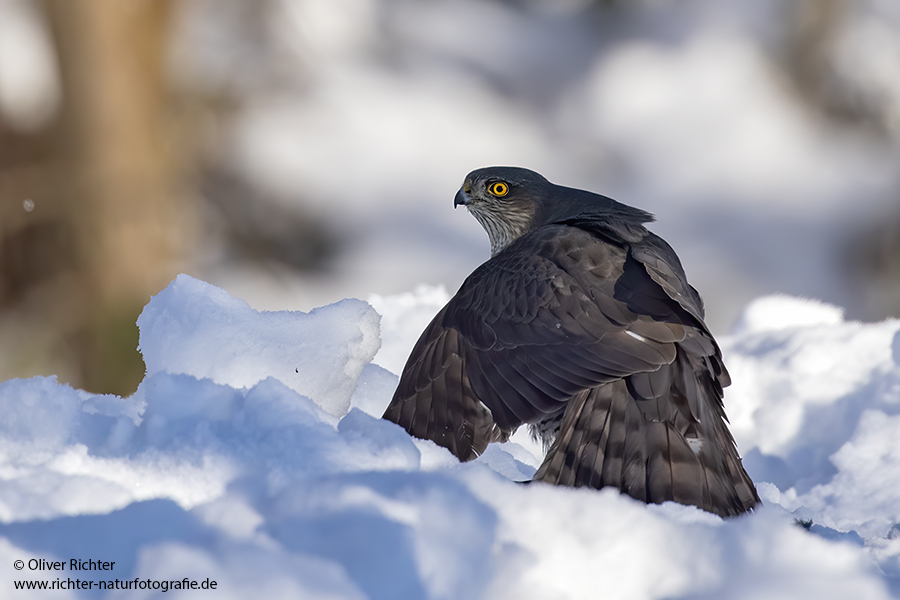 Sperber - Accipiter nisus Greifvoegel Voegel Habichtartige Sachsen Grimma Weibchen